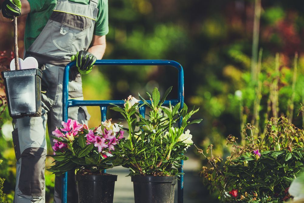 A person in gardening overalls uses a blue cart to transport potted pink flowers and greenery in a nursery.