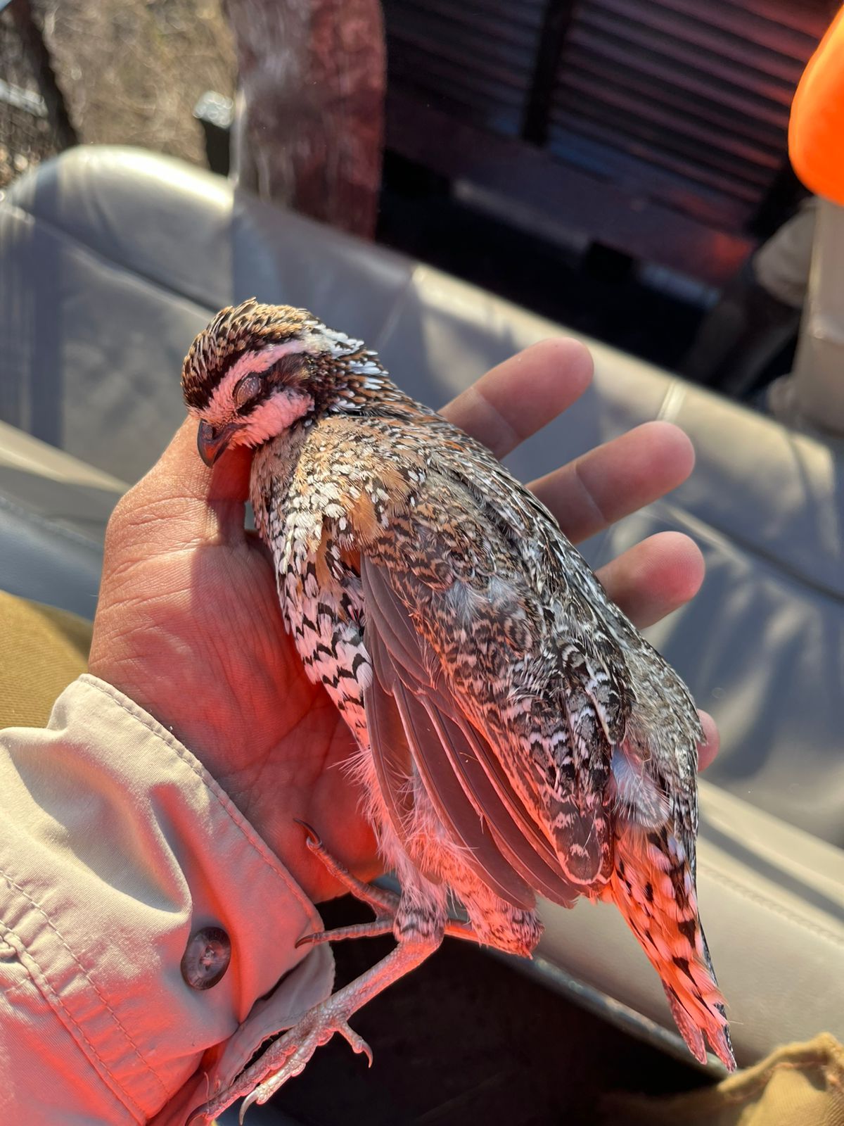 A person holding a speckled bird with a red face in their hand outdoors