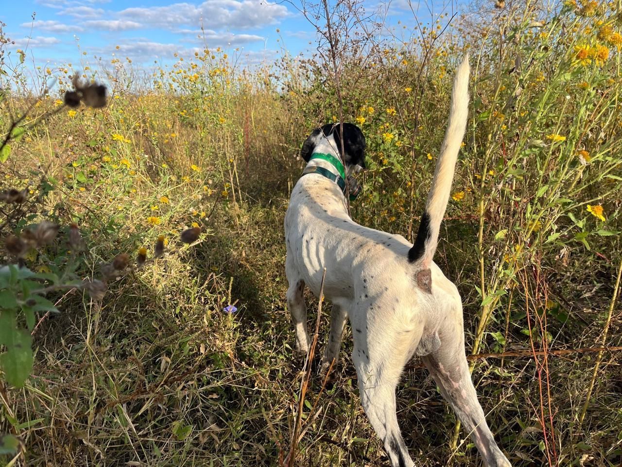 Dog with black head and white body standing in tall brush under a bright sky, tail raised.