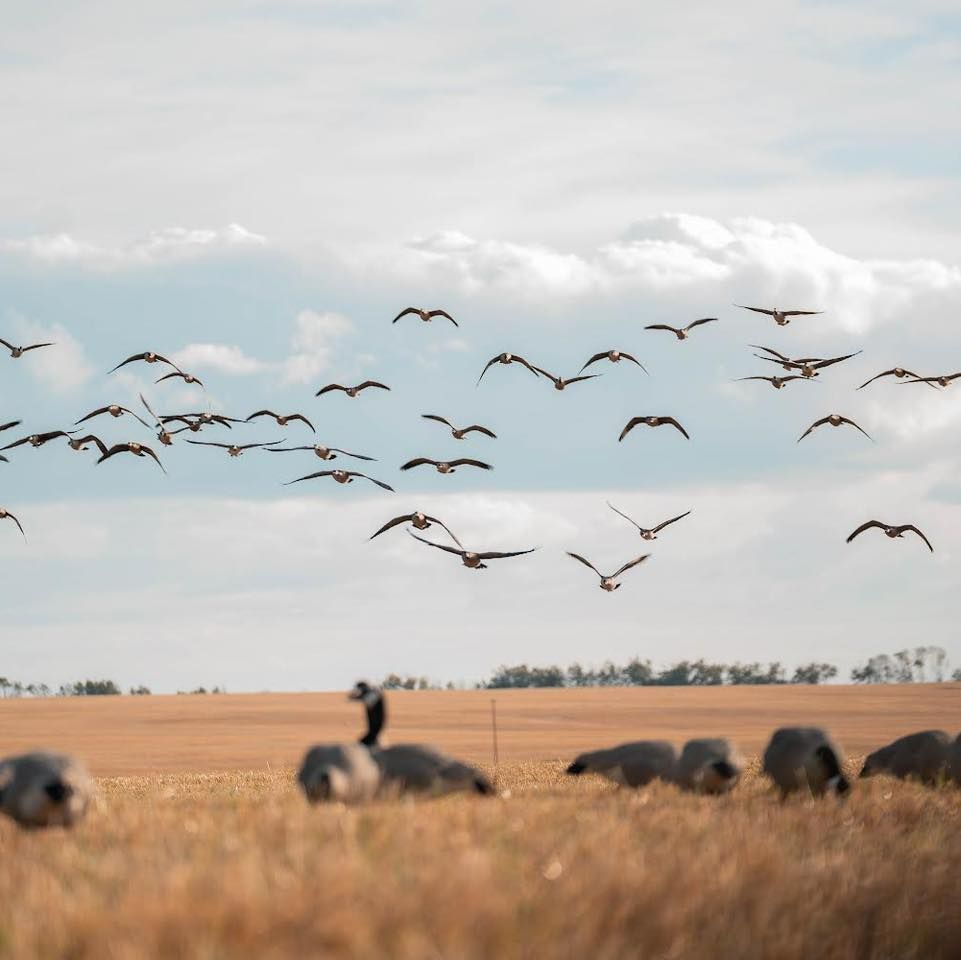 Saskatchewan Canada wingshooting outfitter