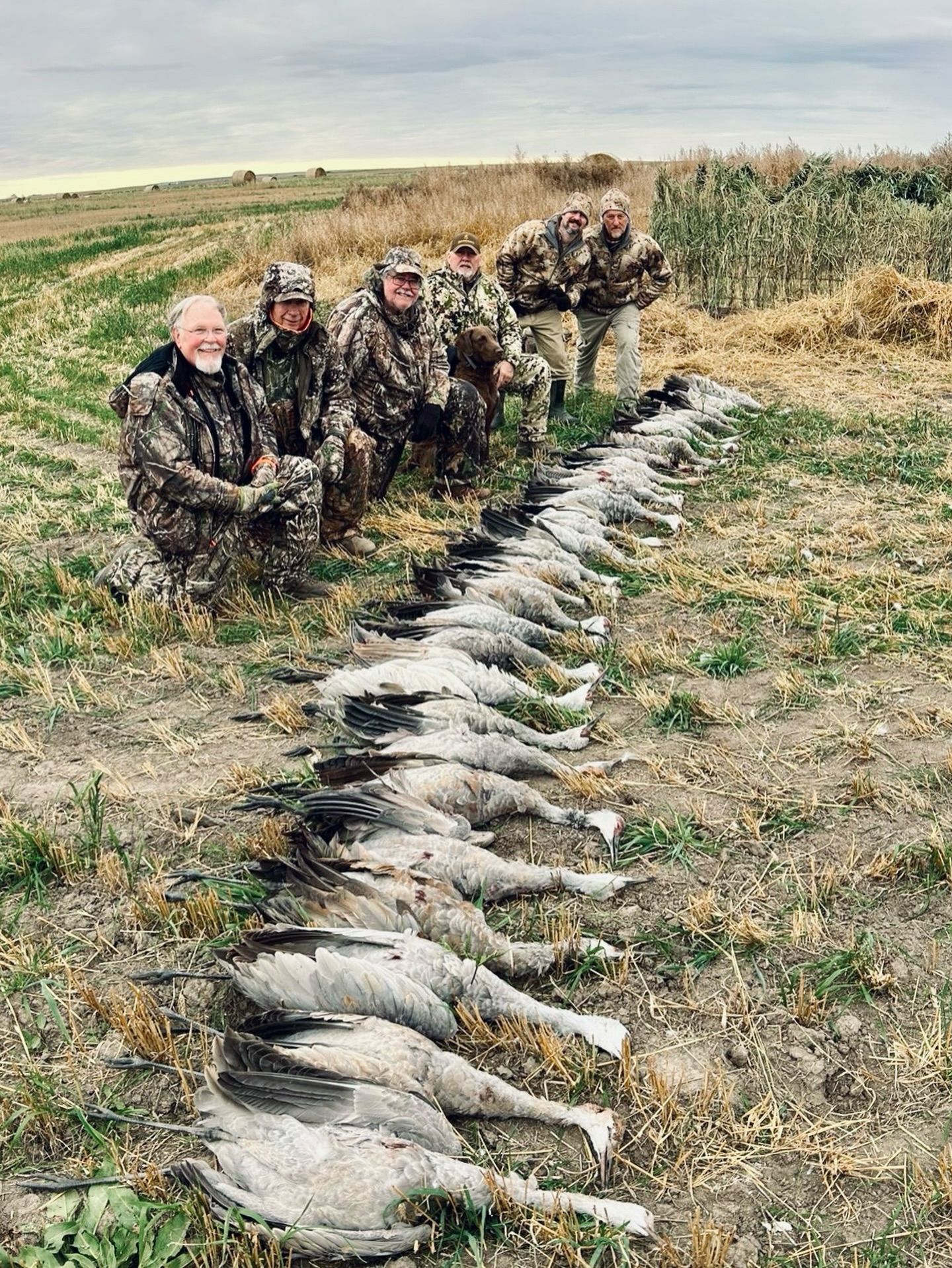 Hunters posing beside a row of field-dressed geese in a grassy field