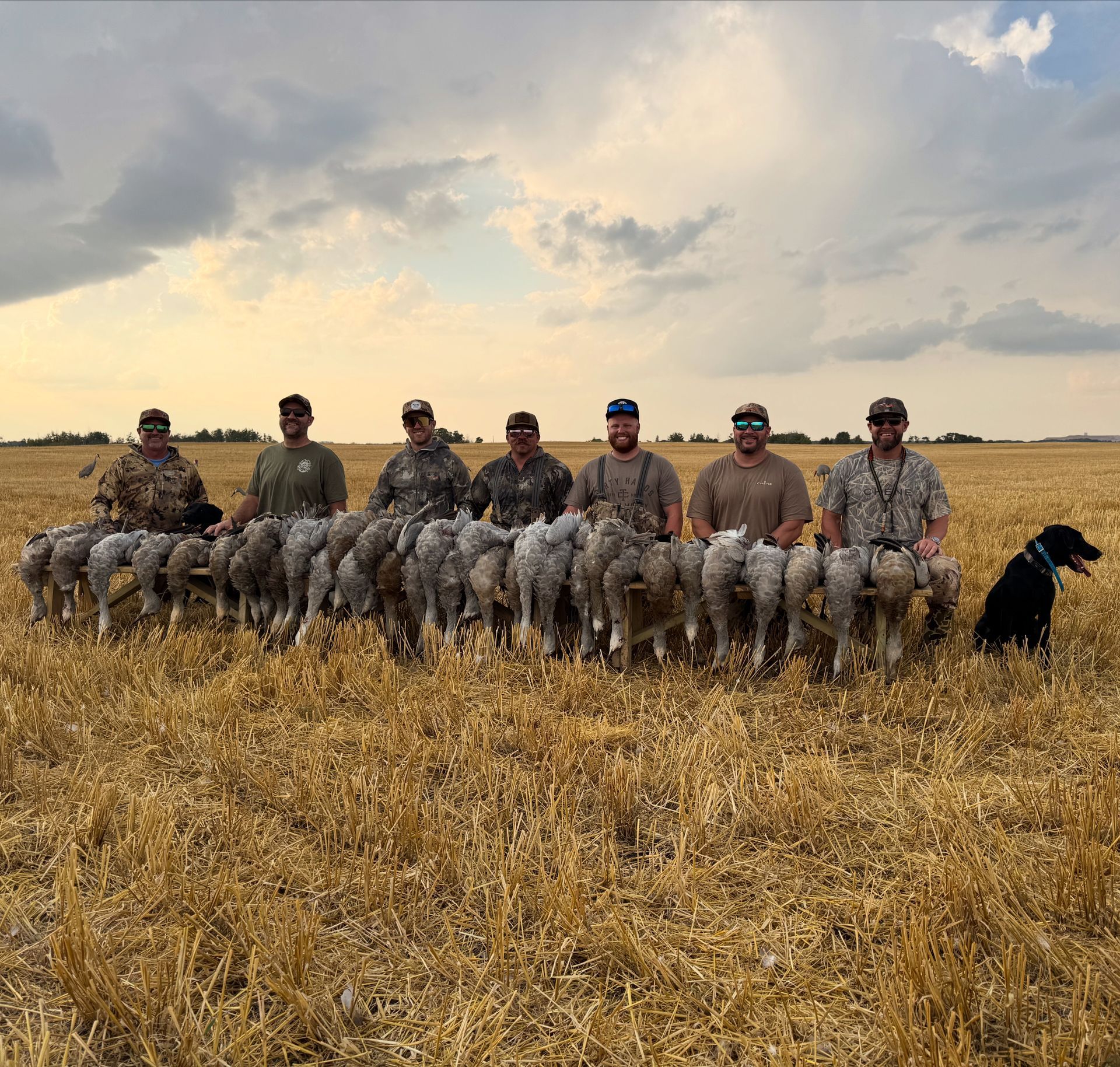 Hunters in camouflage kneel with a line of dogs in a golden field under a cloudy sky