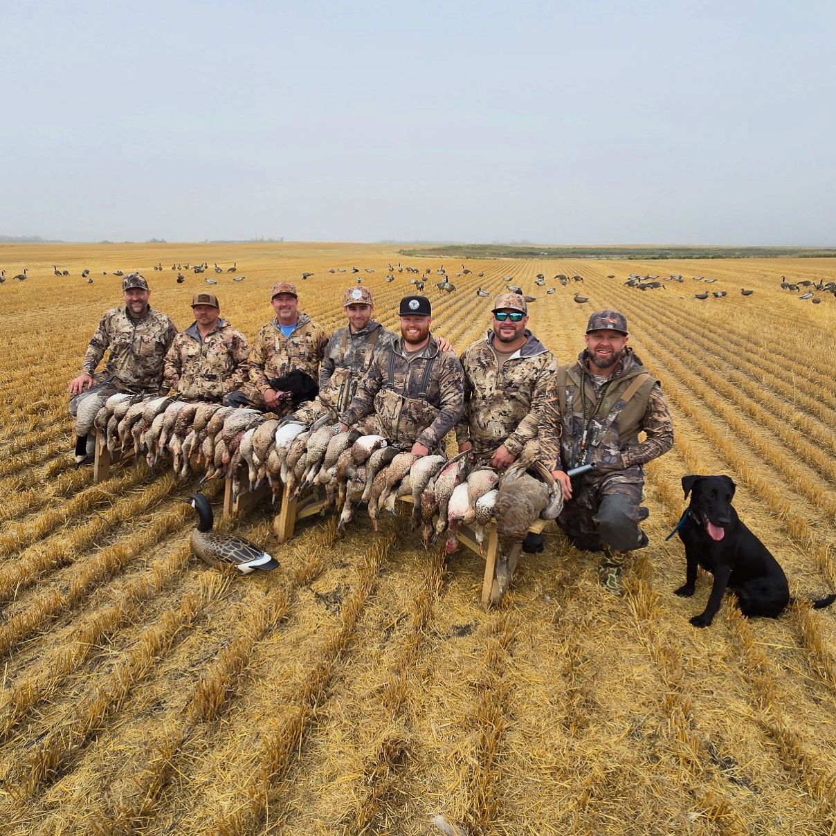 Group of hunters posing with a long row of ducks in a harvested field, with a black dog beside them