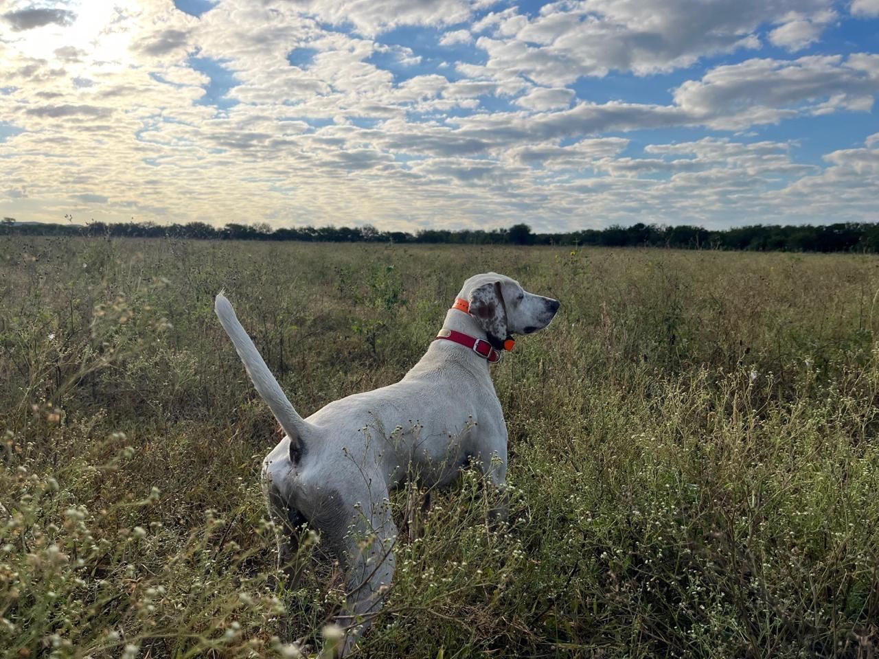 quail hunting guide Mexico
