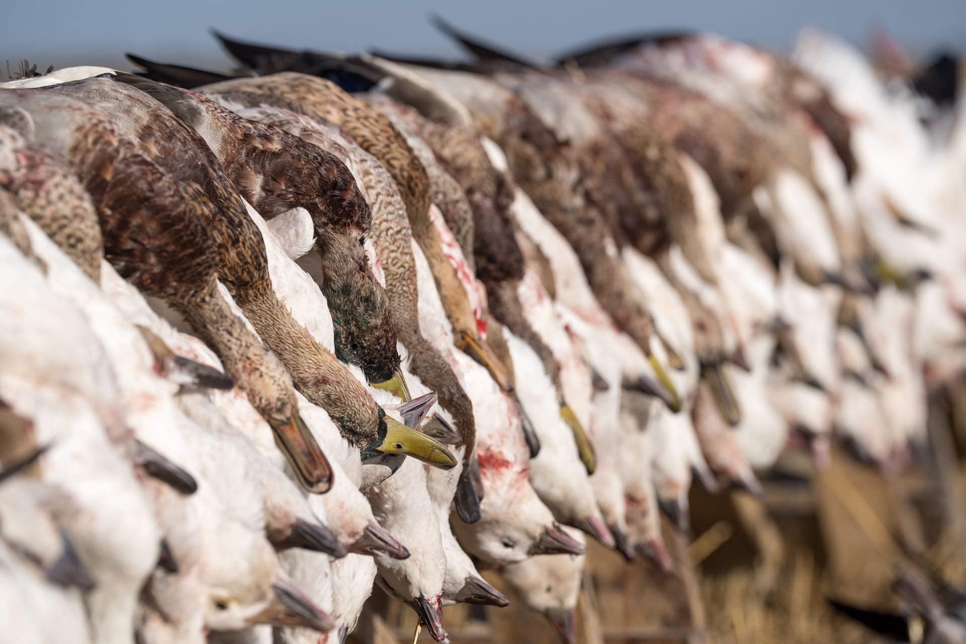 Row of hanging dead birds with mottled brown and white feathers, likely in a market or processing area