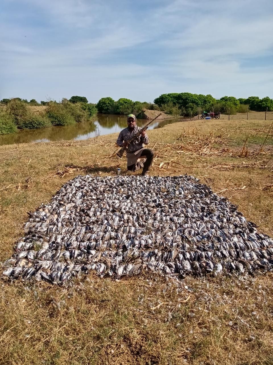 Person kneeling beside a large pile of harvested shellfish in a dry field near water and trees