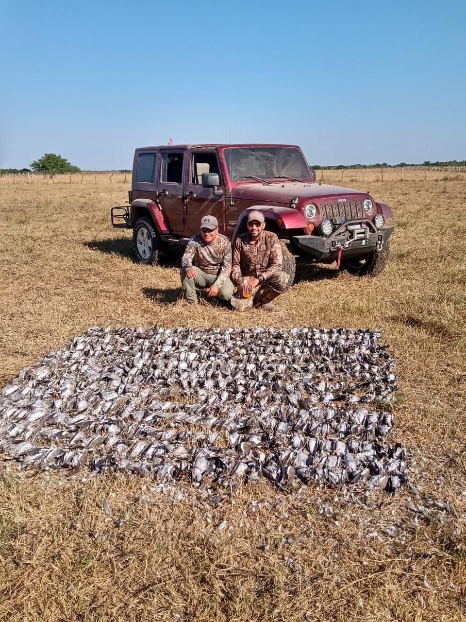 dove hunt