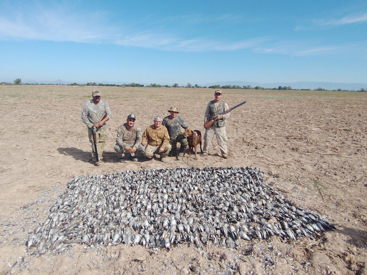 wing shooting outfitter Mexico doves