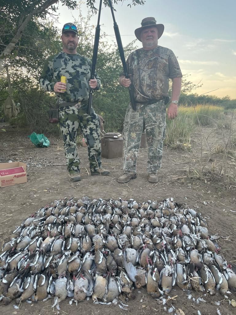 mexico dove hunting