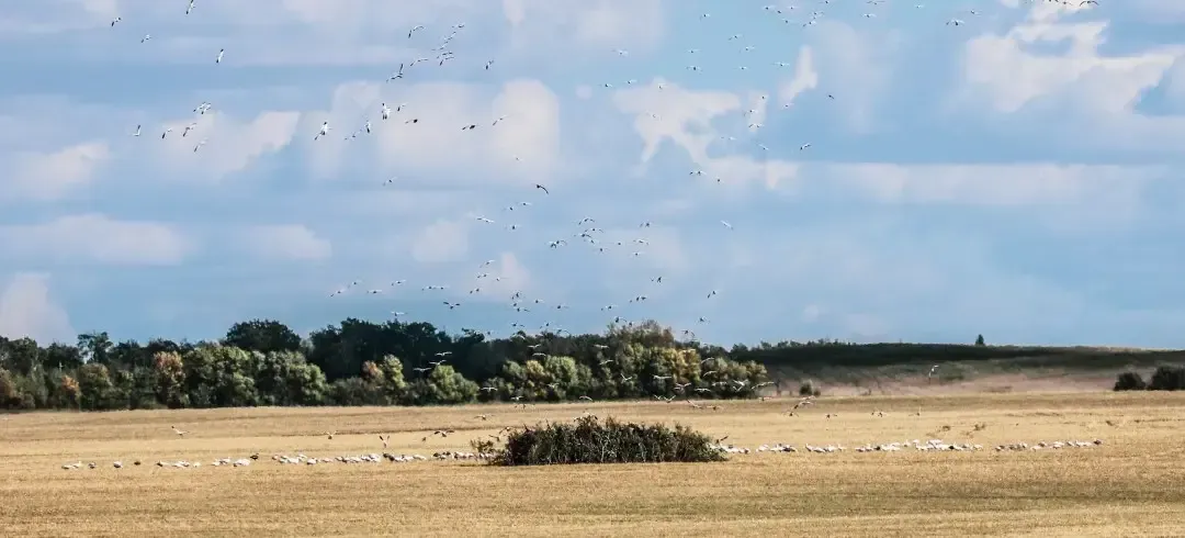 Hunt geese in Canada