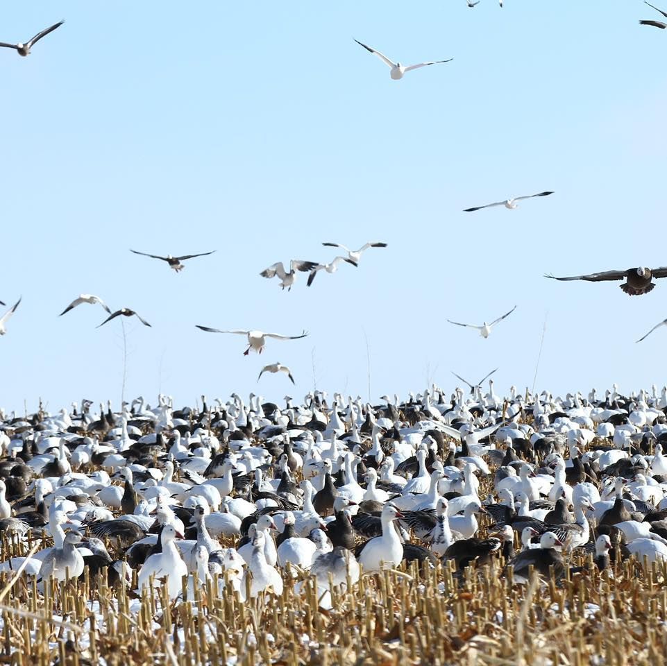Large flock of white birds gathering in a marsh under a clear blue sky, with some flying overhead