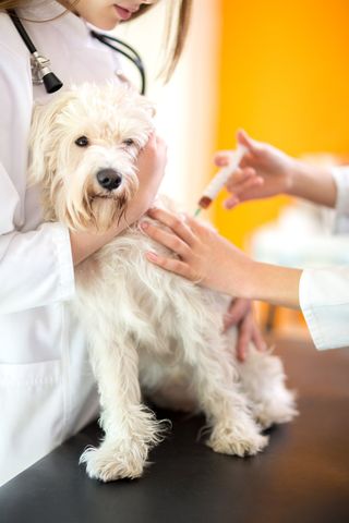 Pet Vaccinations — Dog Vaccination in Hoover, AL