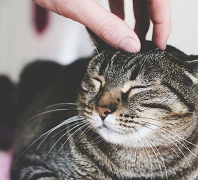 Animal Care — Man Stroking Cat's Head in Hoover, AL