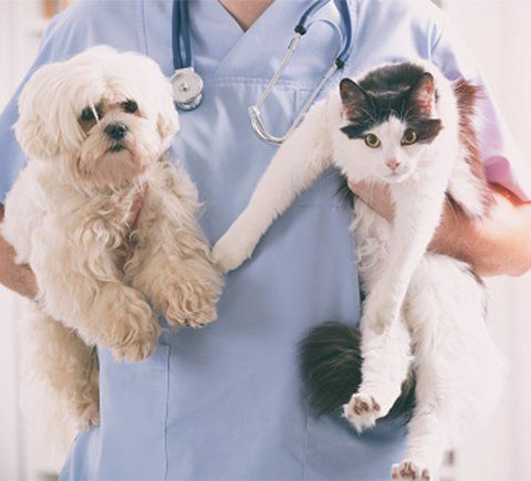 Preventative Health Programs — Dog and Cat in Veterinary Clinic in Hoover, AL