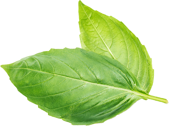 basil