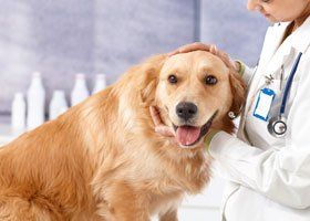 retriever being held by vet with stethoscope