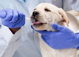 labrador pup held in purple gloved hands while a tube's inserted orally