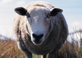 a sheep, face on