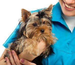 Yorkshire Terrier and woman in blue shirt
