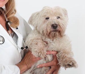 sweet white dog with woman in white wearing a stethoscope