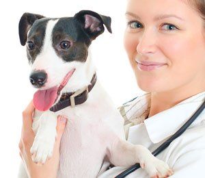 Jack Russel dog and woman with stethoscope