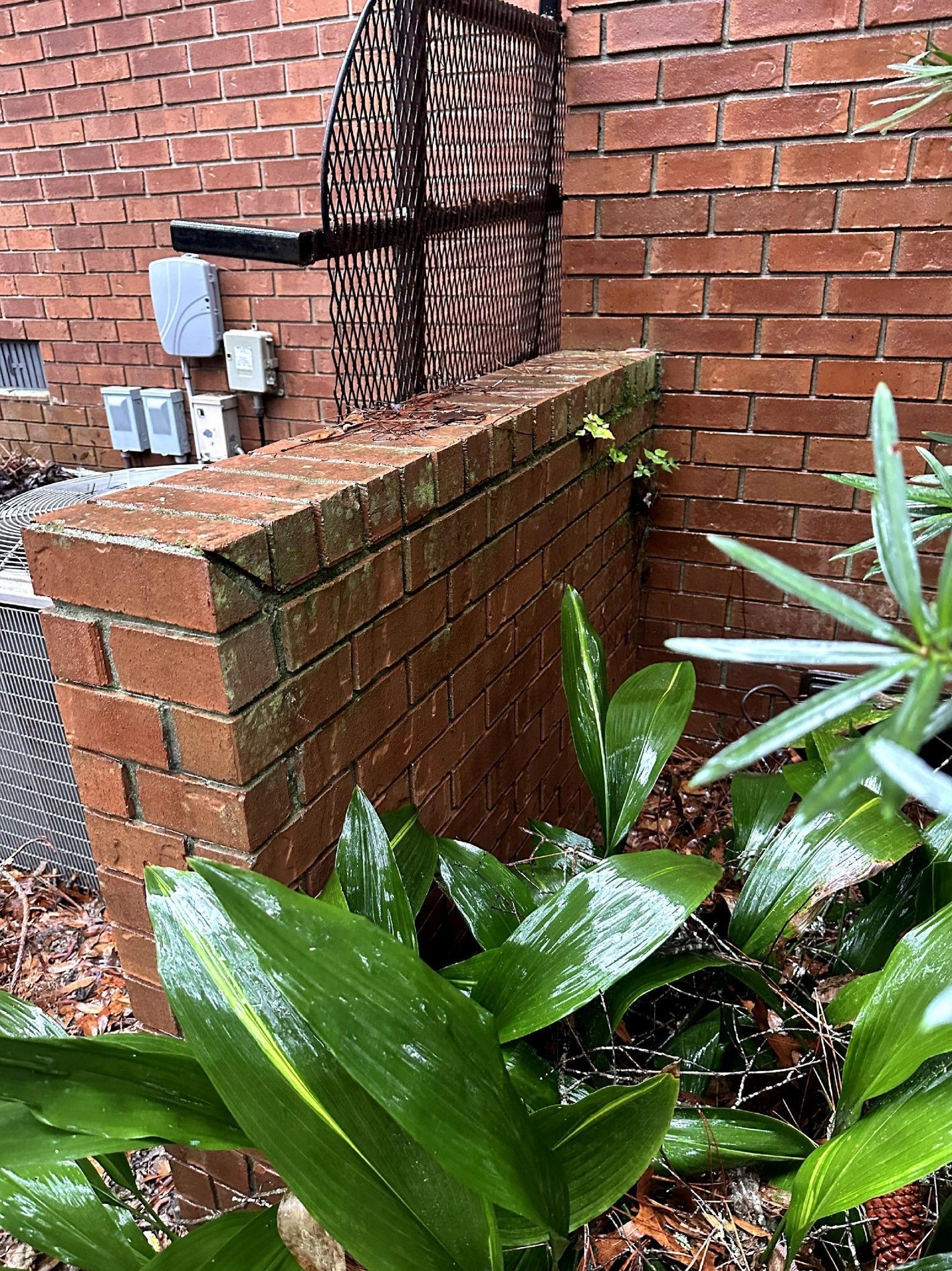 A brick wall with a plant in front of it.