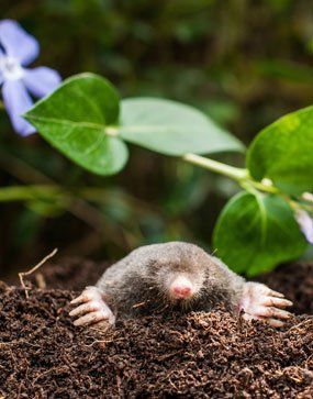 Green Hills Irrigation- Mole Removal Services | 631.372.5569