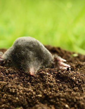 Green Hills Irrigation | Mole Removal