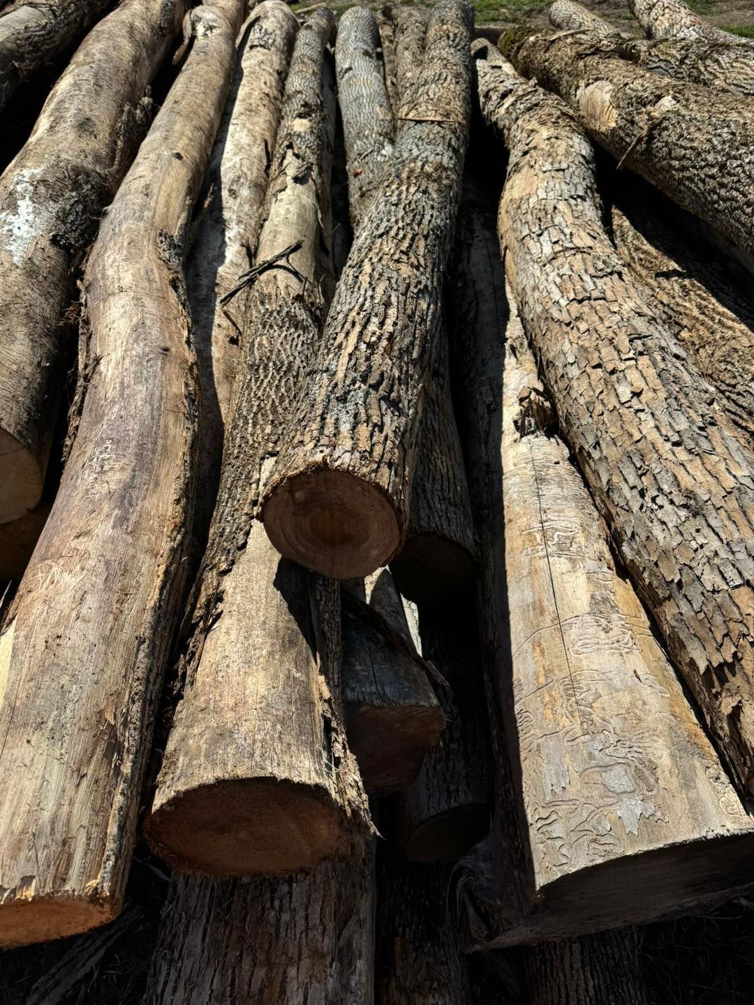 Stacked cut logs with rough bark, viewed from the ends in a wooded outdoor setting