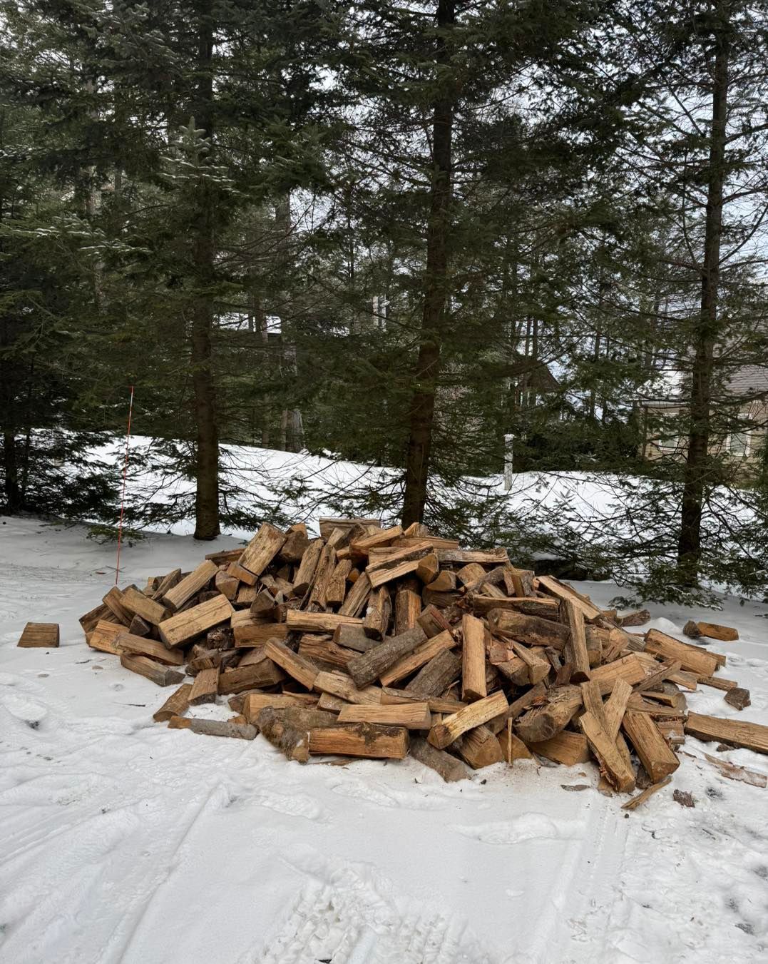 A pile of wood is sitting in the snow in front of a forest.
