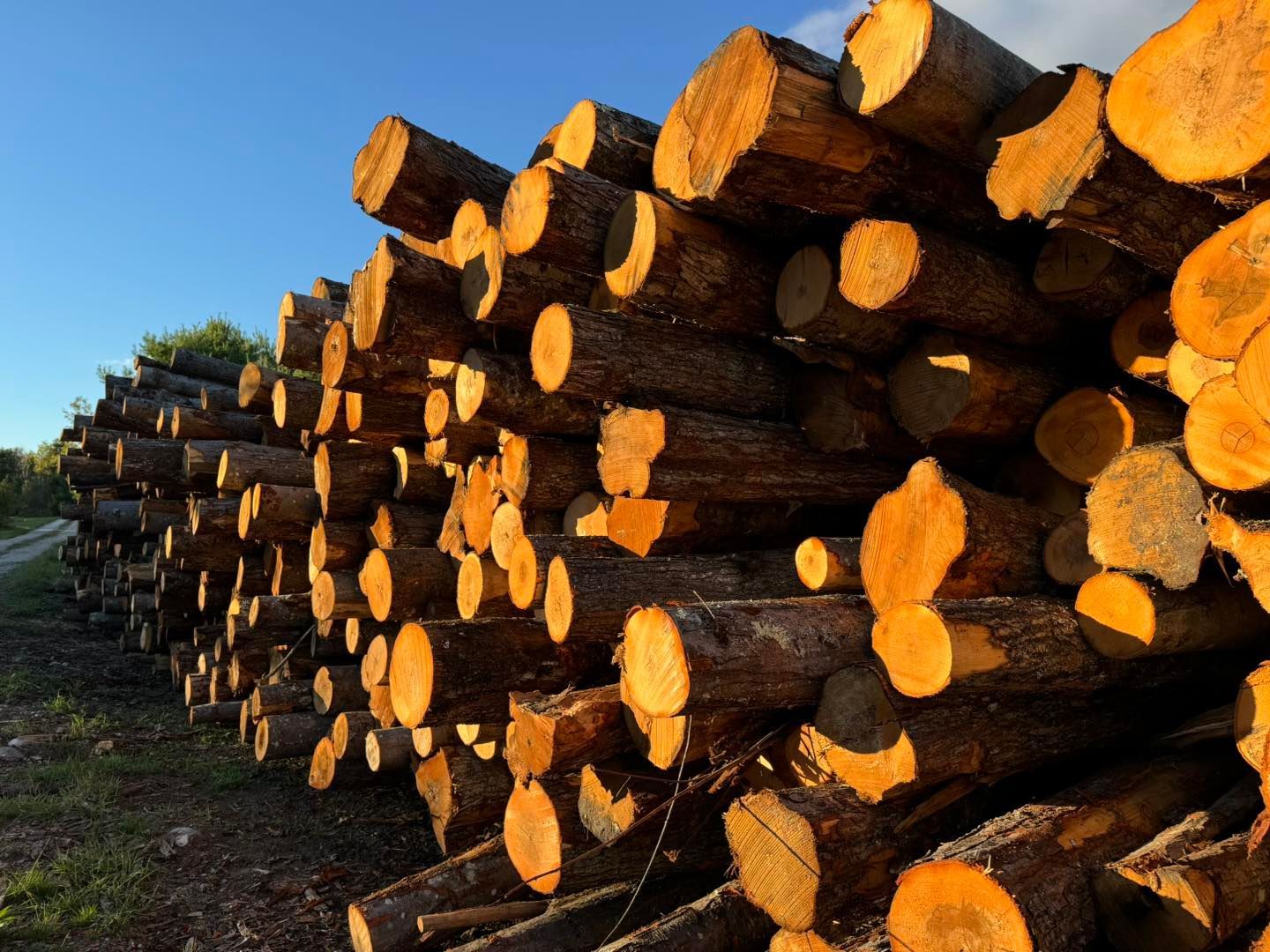 A pile of logs are stacked on top of each other