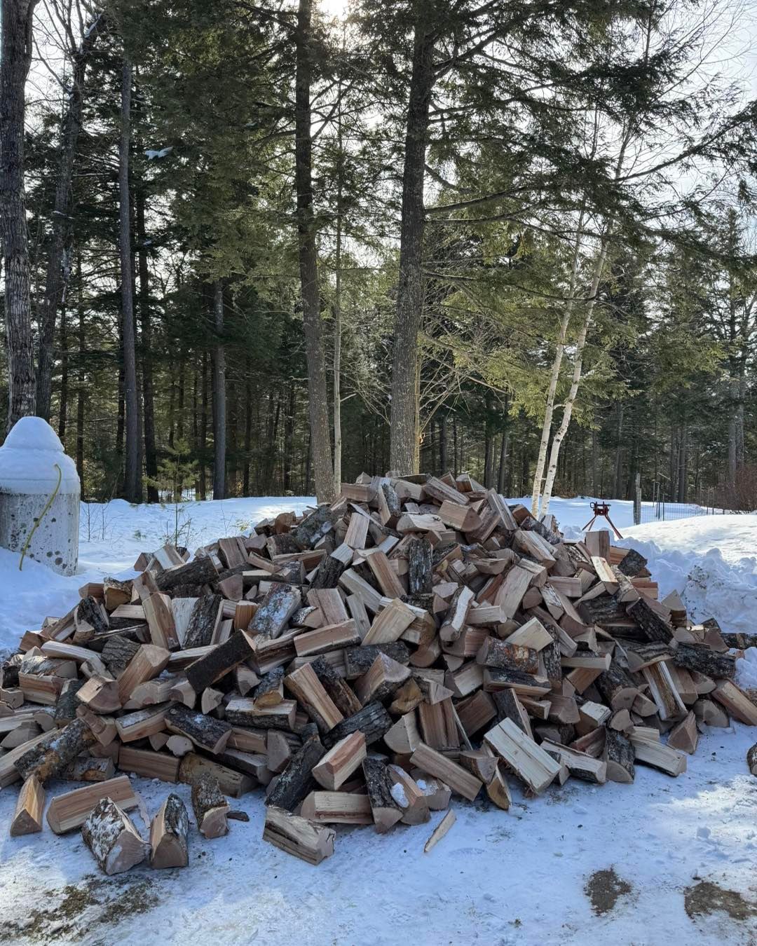 A pile of wood is sitting in the snow in front of a forest.