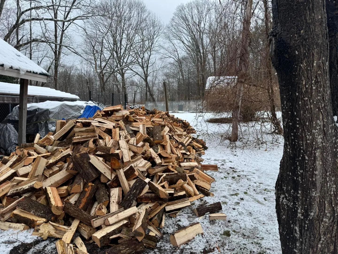 Large pile of chopped firewood in a snowy yard with bare trees in winter.