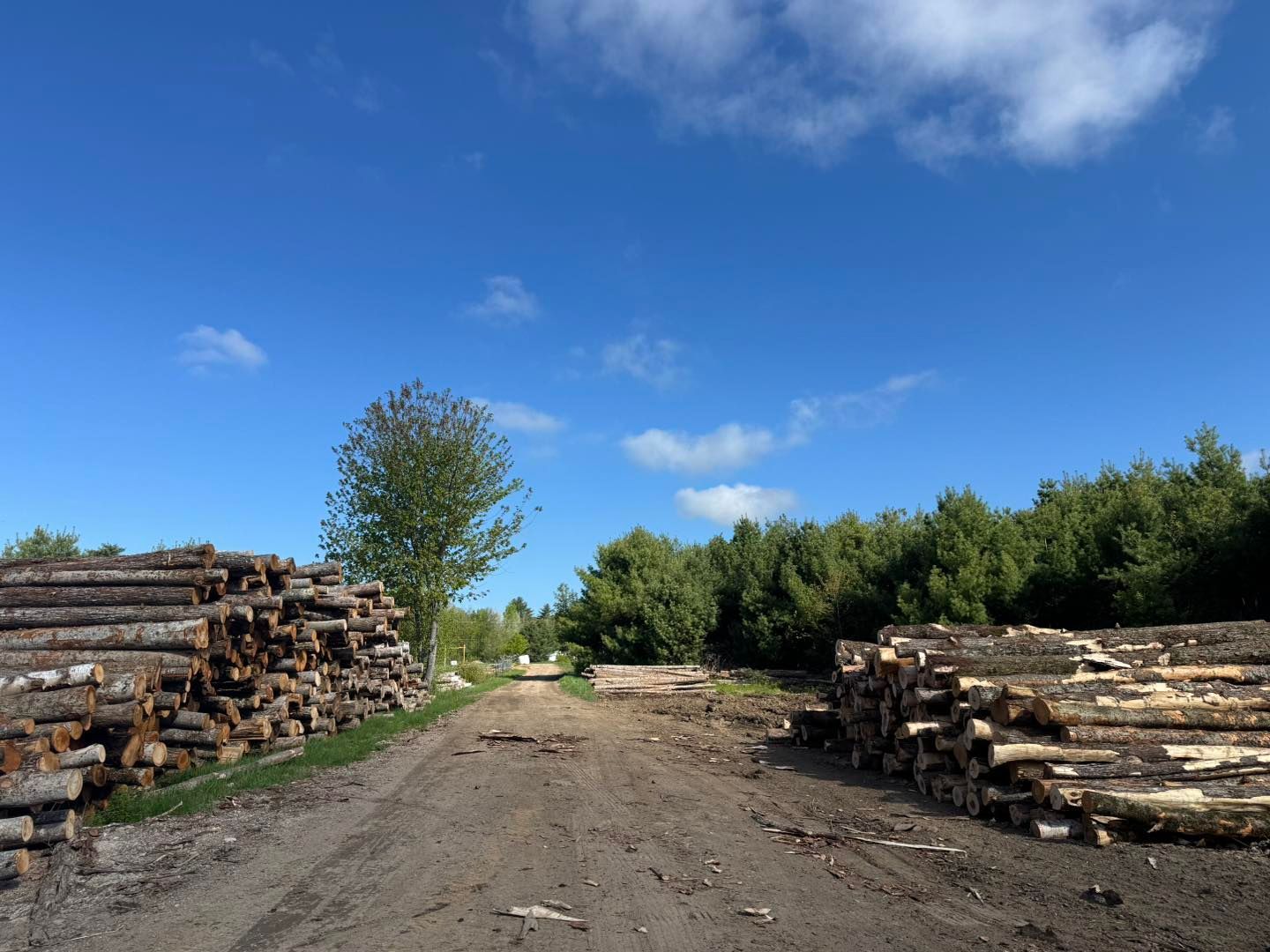 A pile of logs is sitting on the side of a dirt road.
