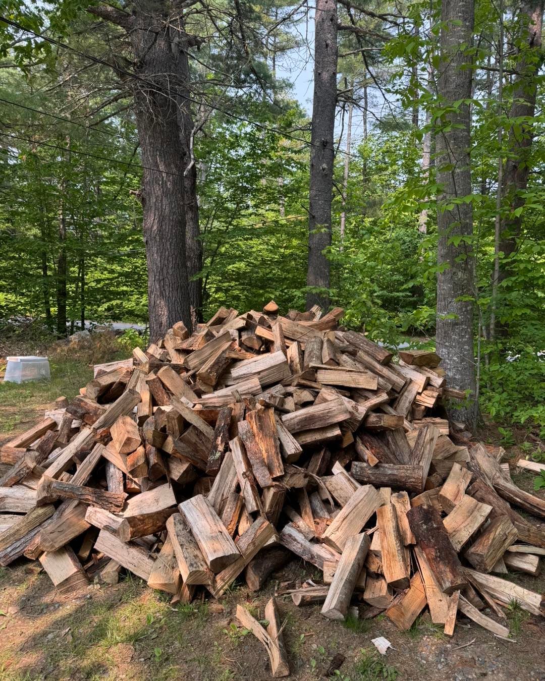 A pile of wood is sitting in the middle of a forest.