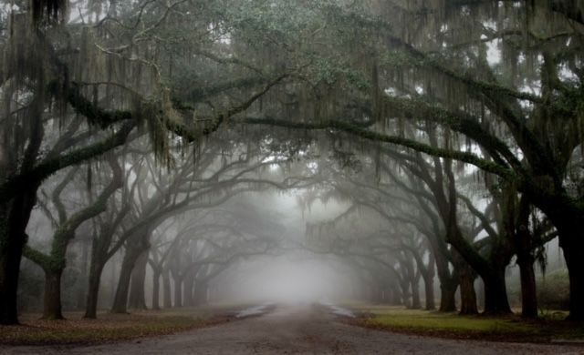 a foggy road lined with trees on a foggy day .