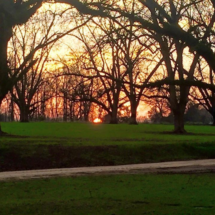a sunset in a park with trees in the foreground