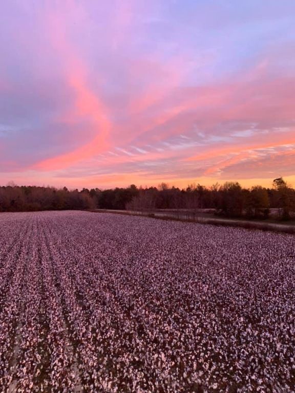 a field of cotton flowers with a sunset in the background