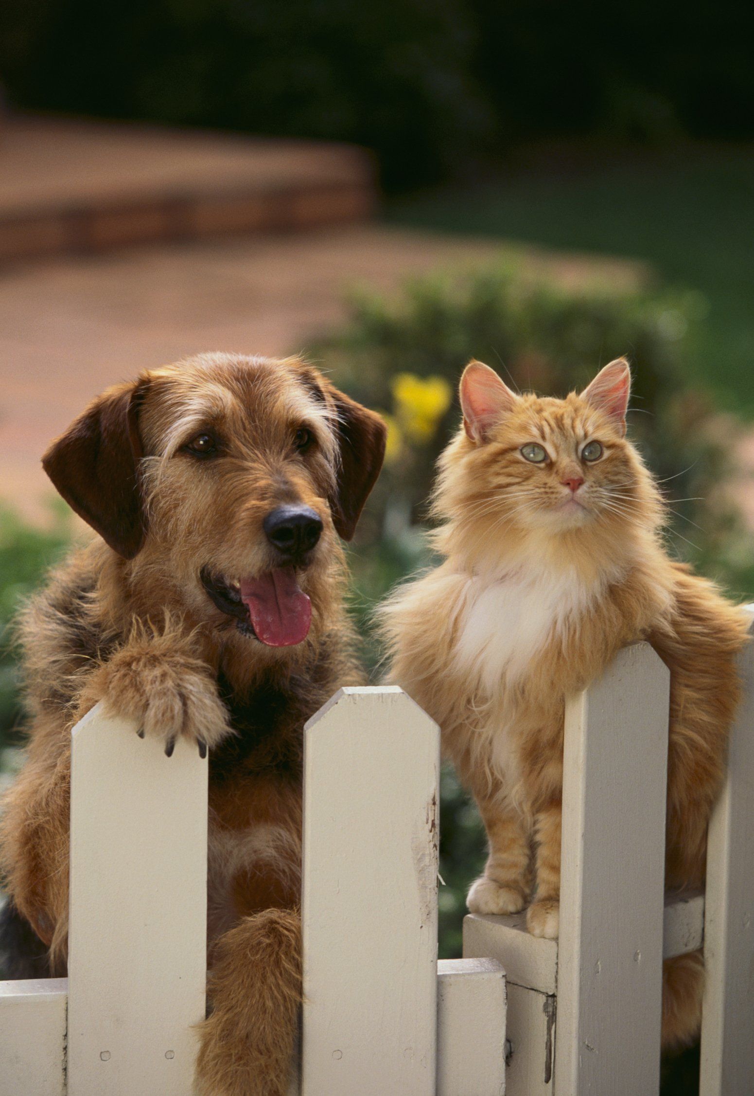 Dog and cat in fence — Pet Care in Worcester, MA