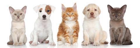 Cats and puppies — Contact Us in Worcester, MA