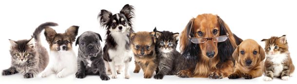 Dogs and cats — Pet Care in Worcester, MA