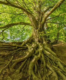 A tree with a lot of roots growing out of the ground in a forest.