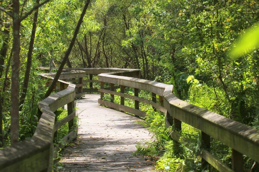 A wooden walkway leading through a lush green forest.