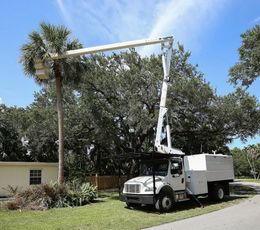 A white truck with a crane attached to it is cutting a palm tree