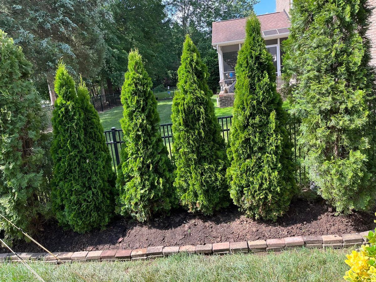Privacy Trees on the Backyard — Charlotte, NC — Southern Style Turf & Design