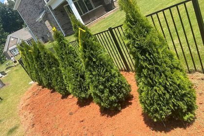 Privacy Trees — Charlotte, NC — Southern Style Turf & Design