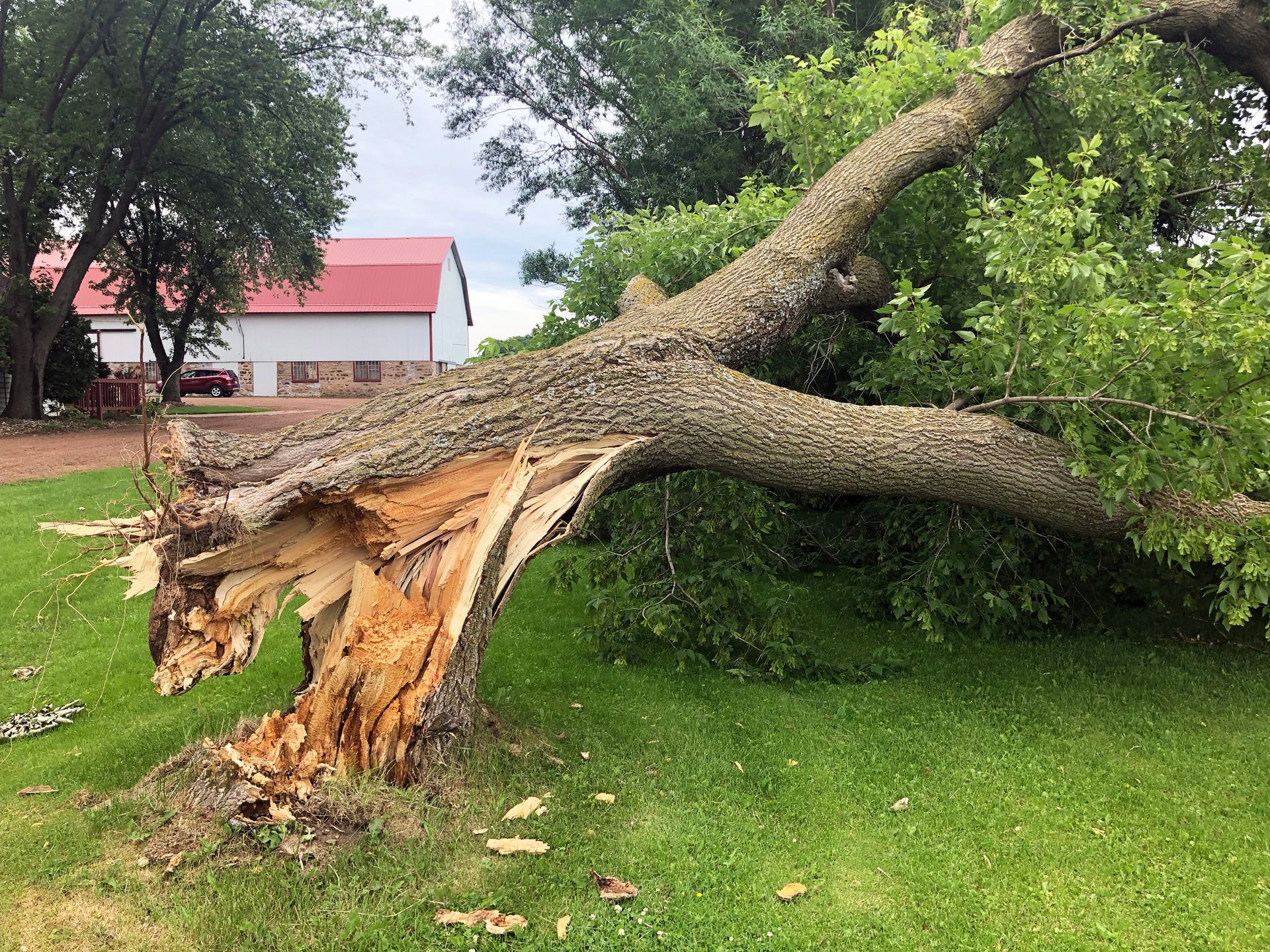 Emergency Tree Removal in Weaverville, NC