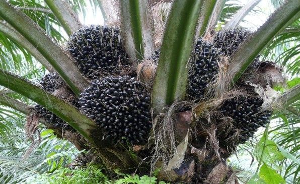 A palm tree with lots of black seeds growing on it.