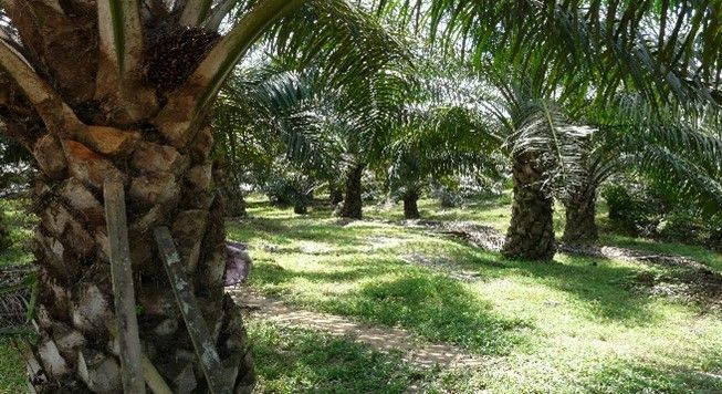 A group of palm trees growing in a lush green field.