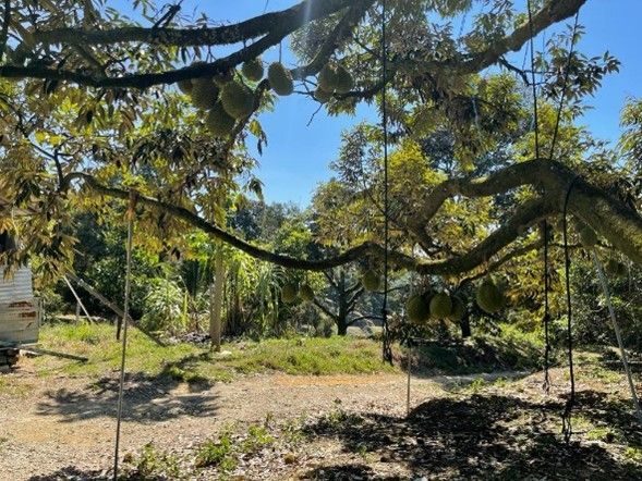 A tree with lots of fruit hanging from it